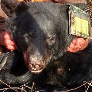 Meet your Posher, Cj